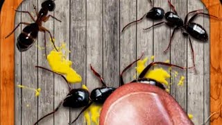 Ant Smasher Full Gameplay screenshot 2
