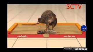 Download lagu Iklan Lem Tikus Cap Gajah - Super Lengket (2015) @ Indosiar, SCTV, Trans TV, RCTI, MNCTV, & ANTV