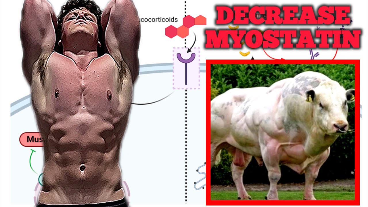 How to Decrease Myostatin Naturally | Boost Muscle Growth (Full Guide)