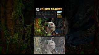 How to Do Colour Grading in CapCut | CapCut Color Grading Tutorial for Beginners