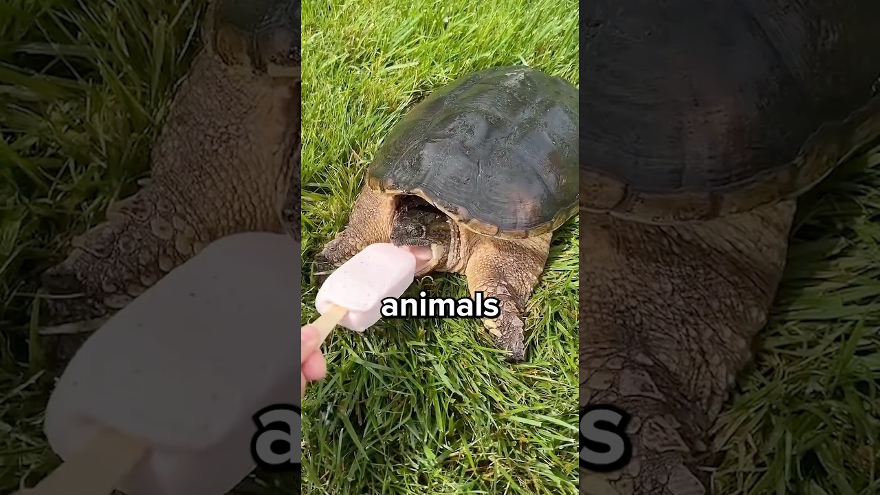 Why do Some Turtles Live on Land and Others on Water? 😳