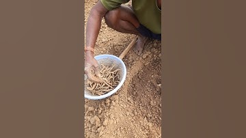 Growing parwal from its root 🌱 #shorts #shortsfeed #pointedgourd #farming #ytshorts