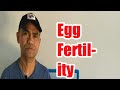 EGG FERTILITY|COMMON FACTORS THAT CAN AFFECT THE HATCHING CHICKEN EGGS(@ChickenTour )