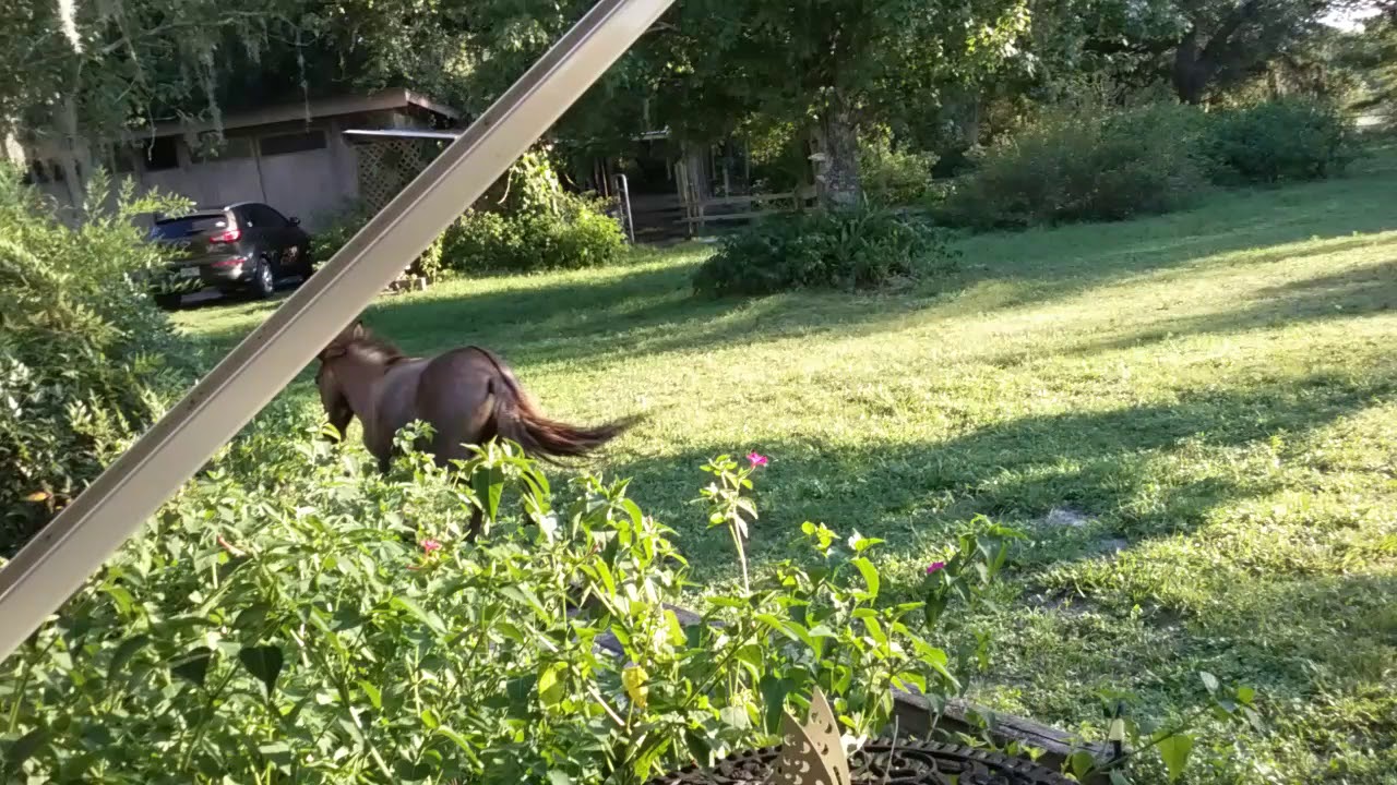 camera iphone 8 plus apk Jeremiah chasing Tammy!