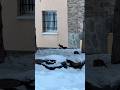 Ardilla en Sierra Nevada paseando por la nieve #ardilla #sierranevada #shorts #nieve #animal