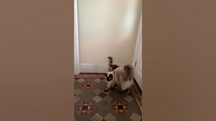 Watch the video about #catsofyoutube #cat #ragdollcat #kitten #catcute #ragdollkittens #funnycat #ragdoll #cute #funny