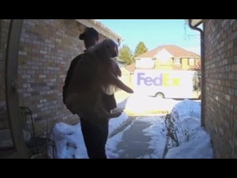 FedEx driver finds lost dog, returns it to Castle Pines owners