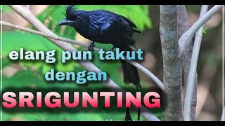 hunting burung srigunting di alam liar