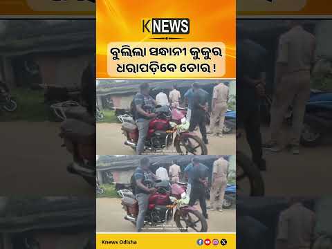 ମଙ୍ଗସପୁରରେ ରାତିରେ ୩ ଘରେ ଚୋରି ଅଭିଯୋଗ | Dog Squad ନେଇ ପୋଲିସର ଛାନଭିନ୍ | Knews Odisha