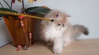 Longhair golden girl by Diana's Dream cattery 200 views 10 months ago 19 seconds