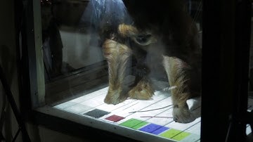 Kinecting with Orangutans CHI2017 Preview