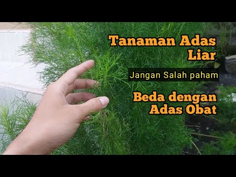 Video: Apakah Saya Memiliki Adas Atau Adas – Apakah Tanaman Adas Dan Adas Itu Sama