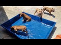 QUALIDADE THE BEST BULL KENNEL