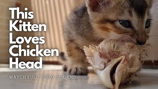 Hungry Kitten Loves to eat Huge chicken head, Little Cute Kitten eating video with RAW sound by meowcat 1,034 views 1 year ago 8 minutes, 50 seconds