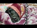 布団をかぶった黒ラブが、朝からかっこよすぎた