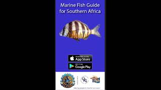 App - Marine Fish Guide for Southern Africa screenshot 4