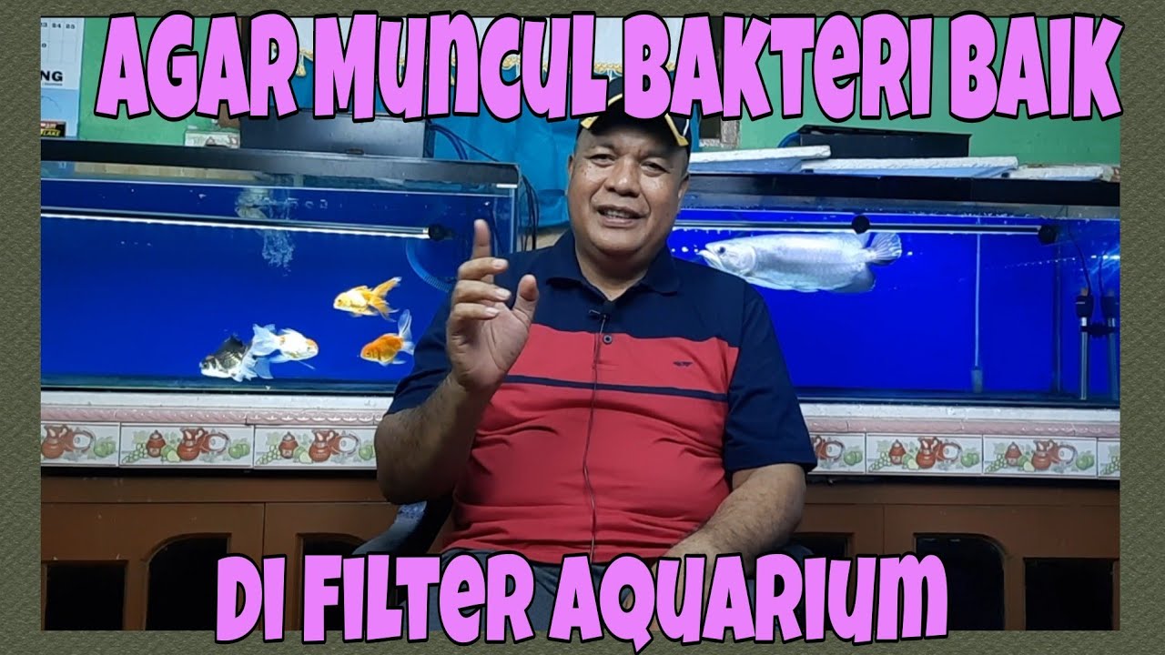 Agar Muncul Bakteri Baik di Filter Aquarium Proses Jernih Bening