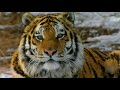 «Поиски тигра на восточной окраине»|CCTV Русский