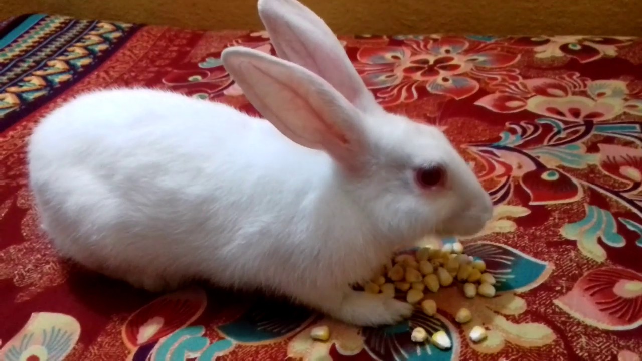 Rabbit eating corn।cute Rabbit eating ।pet Rabbit YouTube