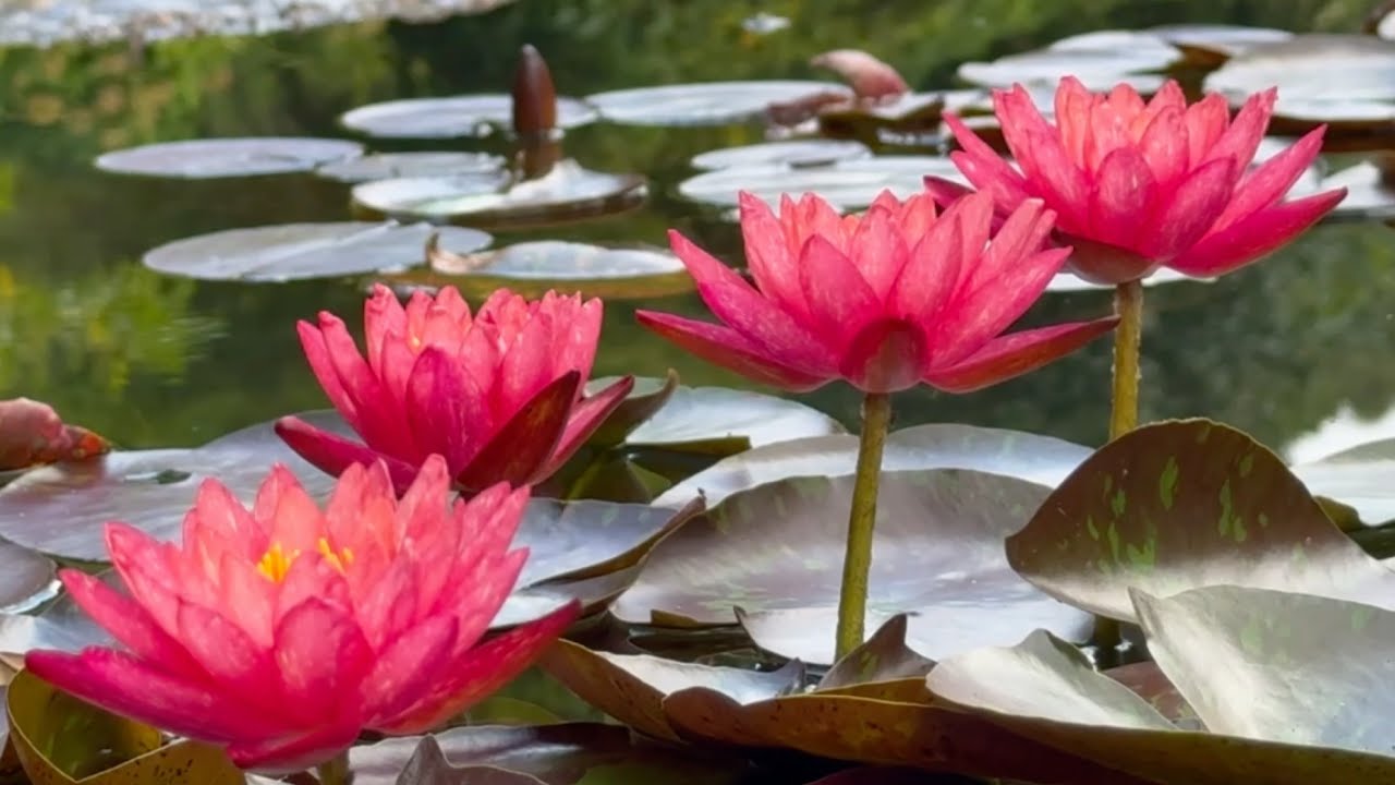 2025/08/18　スイレン、オミナエシが咲く初秋の素敵な風景　星ヶ丘公園　〜高知県三原村〜