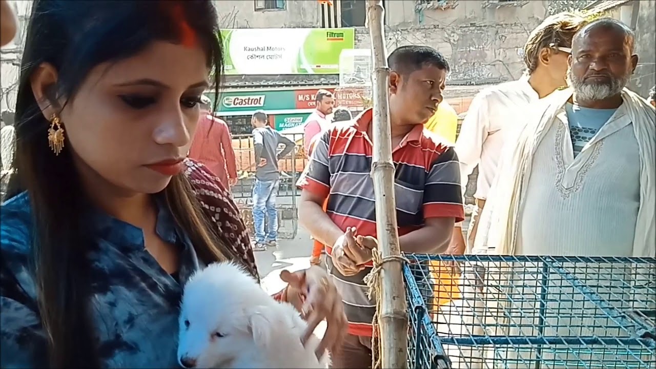 Couple Get Their First Puppy At Galiff street Kolkata