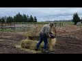 CUT ROUND BALES WITH CHAINSAW_NO MOLD, LESS DUST...