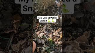 Then it vomited out a toad 😭 #snake #rattlesnake #vomit #saving #tutorialfilter