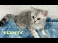 Samy british shorthair black silver marble tabby kitten  lux paw cattery