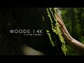 The woods a cinematic adventure in 4k