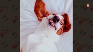 Adorable & Funny Basset Hound Video 2018 # 1 by Pet's world 4,344 views 6 years ago 5 minutes, 59 seconds