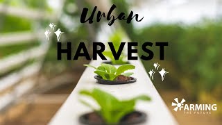 Farming the future Namibia | Hydroponic farming on rooftops | Episode 1 - Urban Harvest