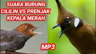 Masteran Burung Cililin vs Prenjak Kepala Merah
