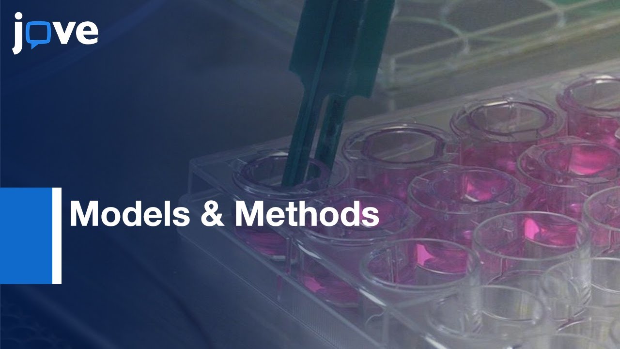 Evaluating Transport Of Drug Delivery Systems Across Cellular Barriers l Protocol Preview