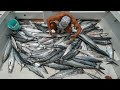 Record BREAKING Day! Commercial Kingfish Fishing