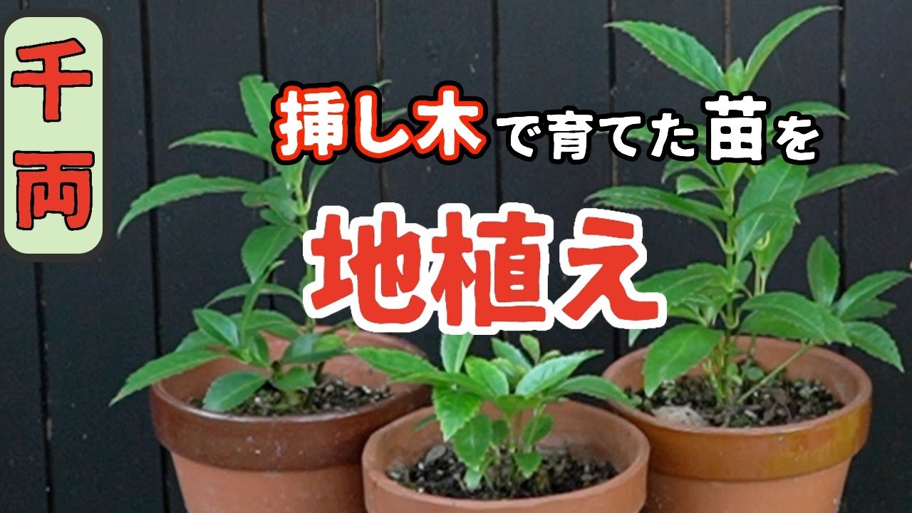 センリョウの挿し木で育てた苗を地植えにしました Youtube