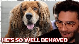 Insane Grooming Session With a Tibetan Mastiff | Hasanabi Reacts
