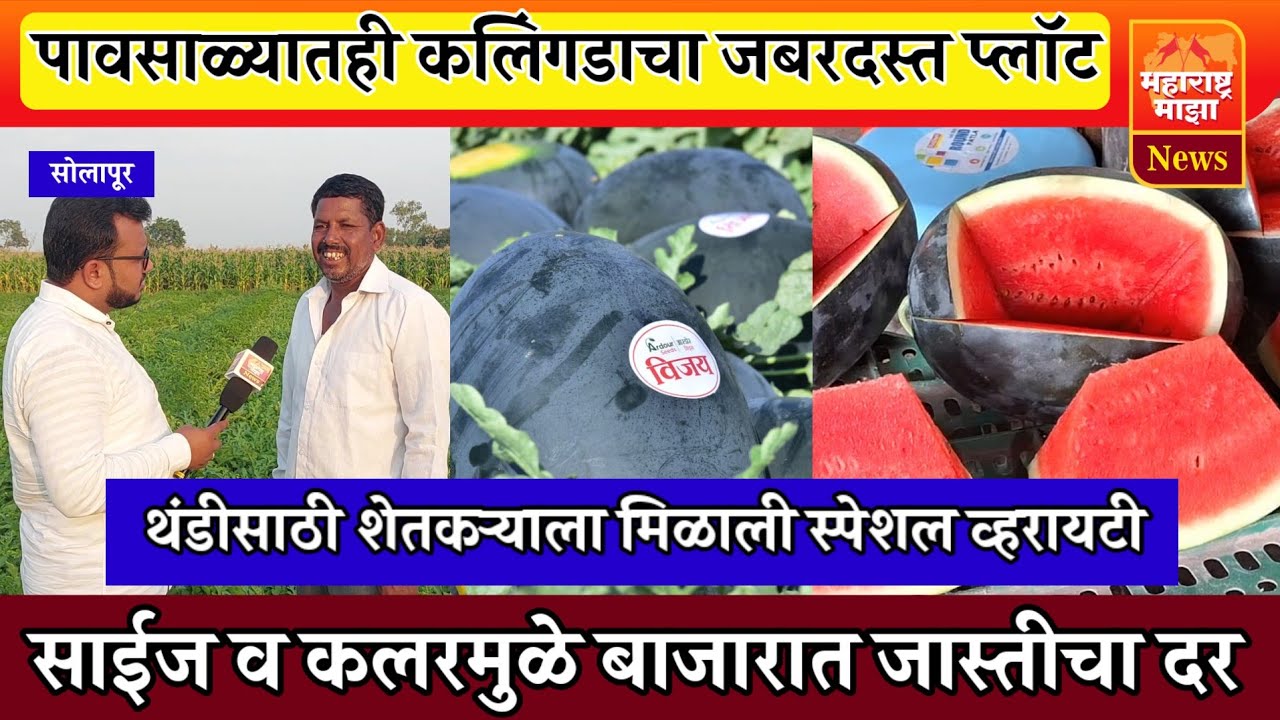 ♦️पावसाळ्यातही कलिंगडाचा जबरदस्त प्लॉट | 'साईज व कलर'मुळे बाजारात मोठी मागणी👌