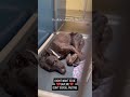 💔HE WAS LEFT TO STARVE… BUT WE CAN STILL SAVE HIM 🚨#canada #usa #uk