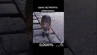 Оригинал Бобер Я Пердоле