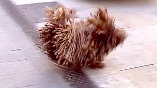 Cutest Dog with Dreadlocks Doing Flips  Puli