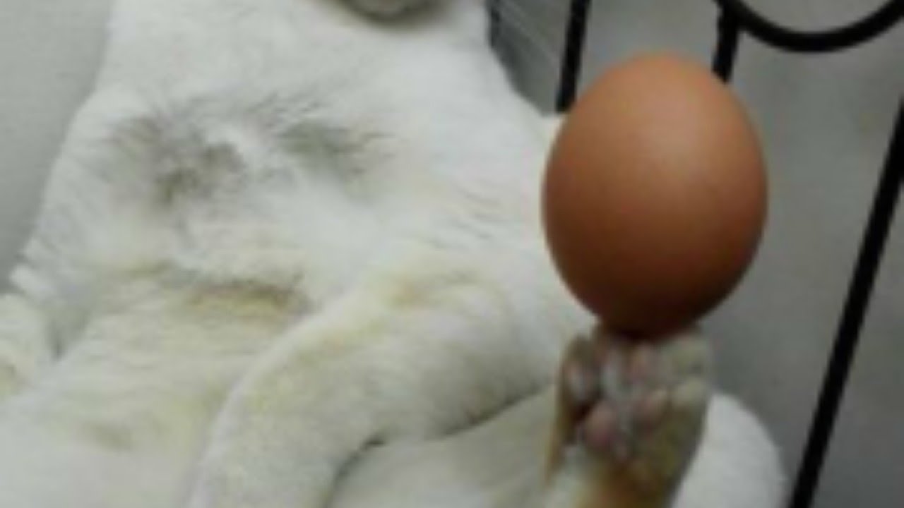 Можно коту яйцо. Коты с яйцами. Котик с яичками.