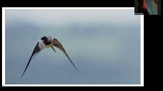 5/2026 Program - Barn Swallows and Humans: The Rise and Fall of Coexistence in a Changing World