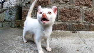 路地裏に子猫の白猫がいたので近づいてみたら茶トラ猫の集団がゾロゾロやって来ていつの間にか取り囲まれてた