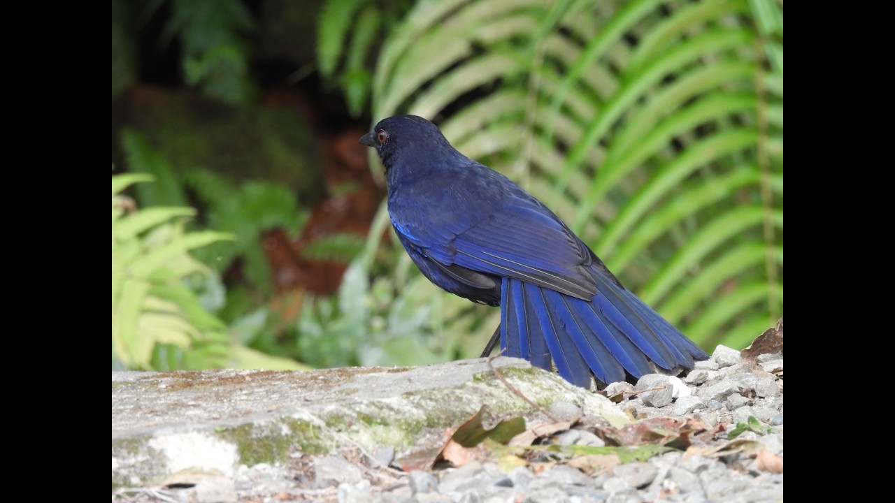 臺灣紫嘯鶇整理羽毛～那藍真美