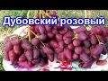 Дубовский розовый 21.08.2018