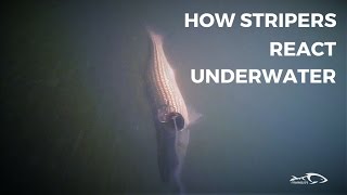 How Stripers React Under Water And How To Adjust