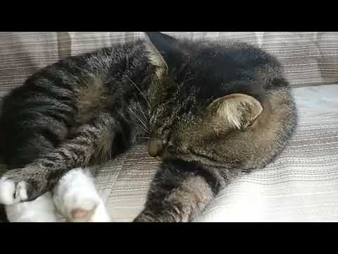 Video: Kodėl Katė Nuolat Miega