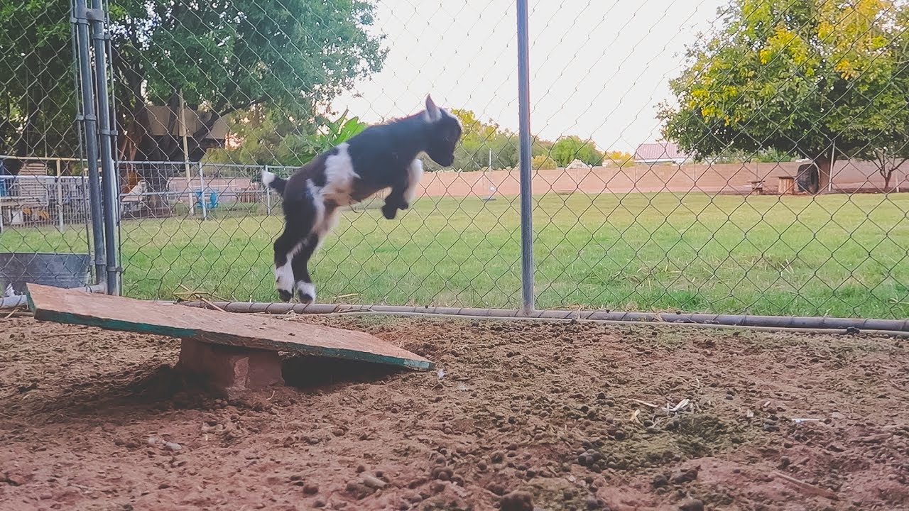 SUPERGOAT! (baby goats jumping on tiny teeter totter) YouTube