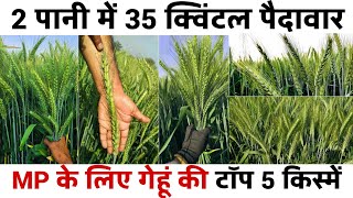Mp Ke Liye Gehu Ki Top 5 Best Variety गह क बसट वरयट Gehu Ki Top 5 Varietywheat Kismen