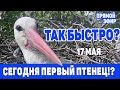 Сегодня ЖДЕМ ПЕРВОГО  АИСТЕНКА.  ЭФИР ИЗ ГНЕЗДА17 мая  2021 с 7-50